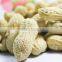 Supply Roasted Peanut in shell with good Quality
