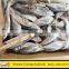 Fair Price for Frozen Fish Horse Mackerel