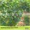 Factory Direct Sale Anti Bird Netting Purchase