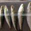 60-70g Sardine For Tuna Bait