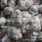 Jinxiang garlic for sale