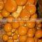nameko mushrooms