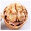 2015 New Crop Dried Thin Shell Xinjiang Origin Walnut in Shell