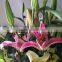 Export fragrant lily flower spring and summer fresh cut flowers