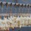 High Efficient and Halal broiler defeathering machines for slaughterhouse