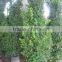 ficus microcarpa shrub tree