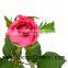 Natural fresh cut red rose high quality fresh cut flower big pink with 0.8_1.2kg/bundle from kunming for fresh cut flowers