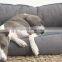 Luxury Dog bed Soft Fabric Pet Sofa Living Room Couch Pet Bed with Removable Cover
