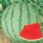 TAW Seedless F1 Hybrid Watermelon Seed Green RED