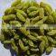 China hot sale AD sweet Dried green Raisins for sale