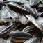 sunflower seeds origin of place CHINA