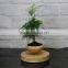 factory direct selling cheap floating air bonsai tree pots