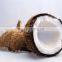 indian coconut wholesalers