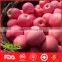 Chinese fresh honey fuji apple market price