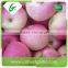 Fresh delicious red royal gala apple fruit