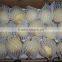 2015 fresh ya pear packing in carton with good quality
