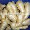 China mature ginger