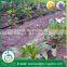 Garden using water saving drip irrigation system