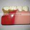OEM anatomical cardiopulmonary model/anatomical model/teeth model/eyes model/plastic organ model