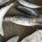 seafrozen sarda sarda 1.5kg +