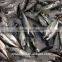 new arrival competitive price Frozen mackerel