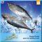 Fair Price Fresh Tuna Stock Albacore
