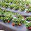 20 Micron 120cm*1000m Black Plastic Mulch Film On Sale For Garden