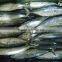 Frozen bonito whole round fish