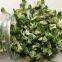 manufacturer best selling freeze dried broccoli