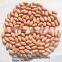 PEANUTS KERNEL/GROUNDNUTS_VIETNAM_BEST PRICE