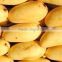 chunsa mangoes