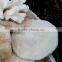 Snowy White Corals Trees Big Coral Insect Fossils Mushroom Corals