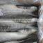New Coming Best Quality Frozen Fish Giant Gutted Mullet