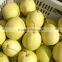 2015 fresh shandong pear supplying in china
