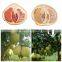 New crop fresh pomelo list of citrus fruits