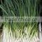 Frozen 2015 Spriing Crop Scallions