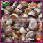 2015 Crop Top Quality Fresh Chinese Chestnut with Bright Color