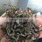 Hot Sale in Russia New kelp algae cut,sea kale,sea tangle,seaweed laminaria