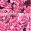 Mother's day gift Beautifu fresh cut carnation pink carnation