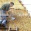 natural water reed thatch for roof thaching