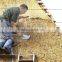 thatching water reed bundles