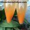Raw Artemia cysts fish poultry animal feed mixer with high nutrition