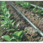 Drip Irrigation