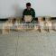 Camphorwood placer gold sluice pan without sieves for gold rush mining miners