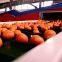 REEMOON Mandarin sorting machines, Mandarins sorting sizer and grading equipment Citrus sorting machines, size sorting, color sorting, Citrus sorting sizer and grading equipment