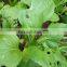 PrGV + Bt pest control provider and kill grubs and other pesky insects