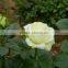 Cheap Avalanche snow white rose flower