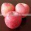 2015 exporter big red fuji apple (apple:fuji, huaniu, gala, golden,qingguan, red star)