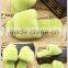 Wholesale Women Colorful Sheep Fur Flip Flop Slipper with color choices