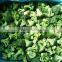 IQF frozen Broccoli with best price for sale